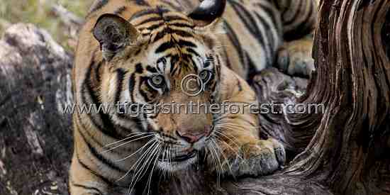'Kelua' of Bandhavgarh. (Panthera tigris tigris)