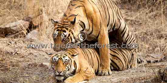 Tigers mating (Panthera tigris tigris)