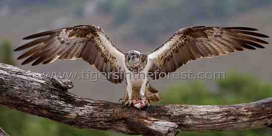 Osprey in Scotland. (Pandion haliaetus)
