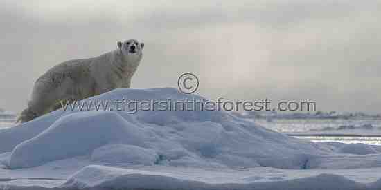 Polar bear (Ursus maritimus)