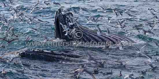 Humpback Whales (Megaptera novaeangliae)