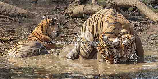 A young sub-adult tiger (Panthera tigris tigris)  having fun with her mother in the water.