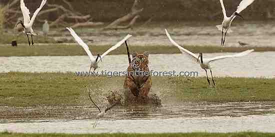 Young tiger charging through water 