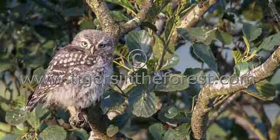 Little owl (Athene noctua) 