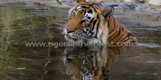 A cool reflection (Panthera tigris tigris)