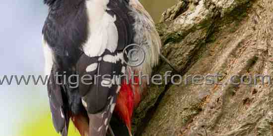 Greater Spotted Woodpecker (Dendrocopos major)