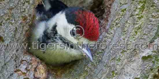 Greater Spotted Woodpecker chick ( Dendrocopos major)