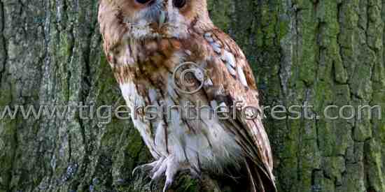 Tawny Owl (Strix aluco)