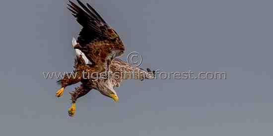 A White taled Eagle diving onto  a fjord  in the hope of catching a fish.