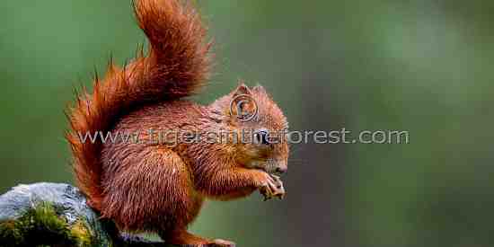 Red Squirrel ( Sciurus vulgaris)