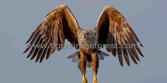 White Tailed Sea Eagle (Haliaeetus albicilla)