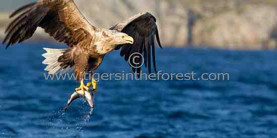 White Tailed Sea Eagle (Haliaeetus albicilla)