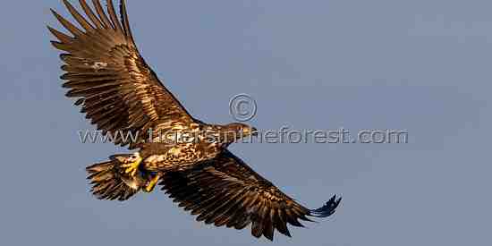 White Tailed Sea Eagle (Haliaeetus albicilla)