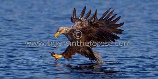 White tailed sea eagle (Haliaeetus albicilla)