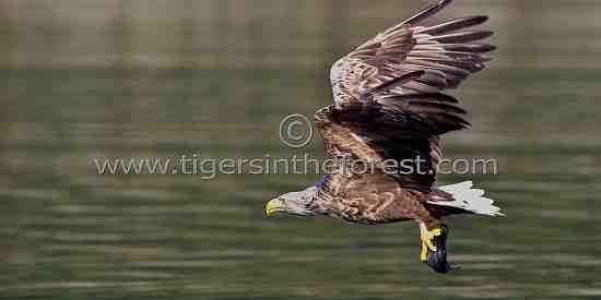 White tailed sea eagle (Haliaeetus albicilla)