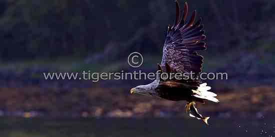 White tailed sea eagle (Haliaeetus albicilla)
