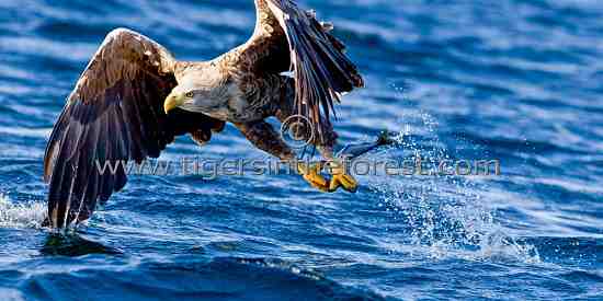 White tailed sea eagle (Haliaeetus albicilla)