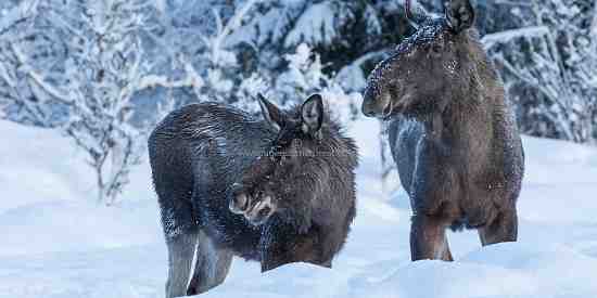 Norwegian Moose (Alces alces)