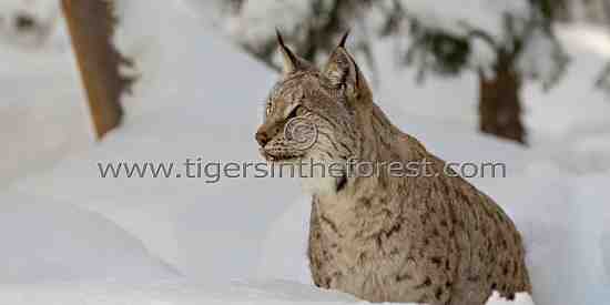 Eurasian Lynx (Felis lynx)