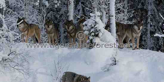 Eurasian wolves (Canis lupus lupus)