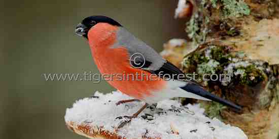 Male Bullfinch (Pyrrhula pyrrhula)