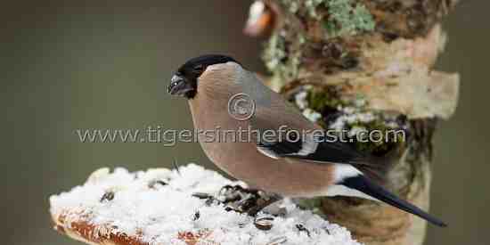 Female Bullfinch (Pyrrhula pyrrhula)