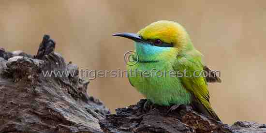 Small Green Bee-eater (Merops orientalis)