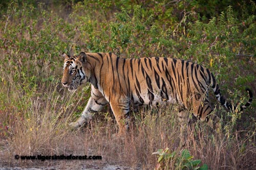 A Male Tiger