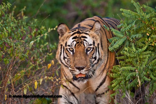 A Male Tiger