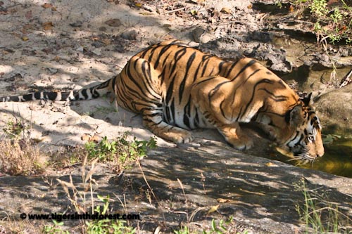 A Male Tiger