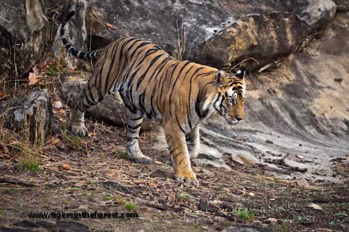A Male Tiger