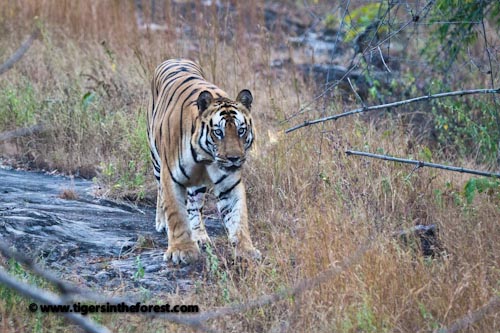 A Male Tiger