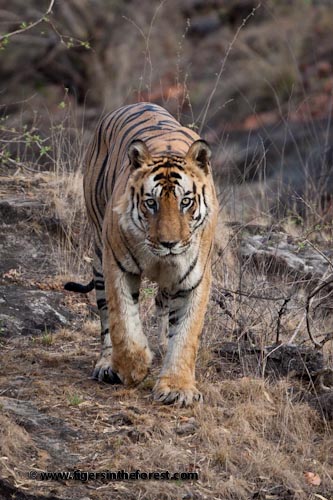 A Male Tiger