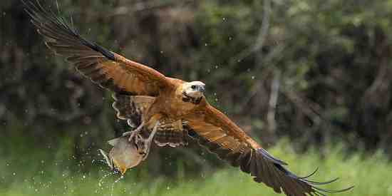 Black collared hawk with piranha in its talons.