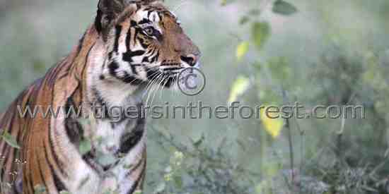 Beautiful Bandhavgarh tigress (Panthera tigris tigris)