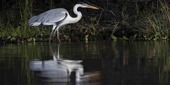 Cocoi heron (Ardea Cocoi)