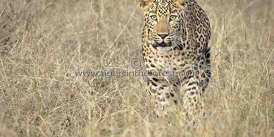 Leopard (Panthera pardus fusca)