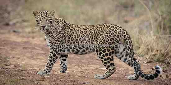 Male Leopard (Panthera pardus fusca)