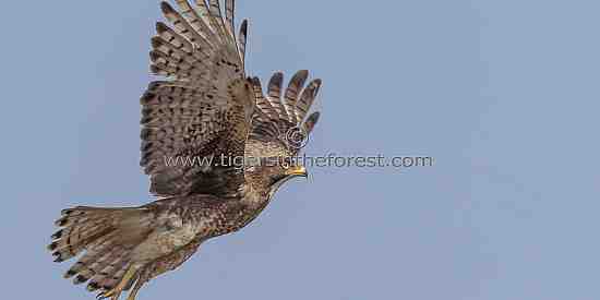 White eyed buzzard (Butastur teesa)