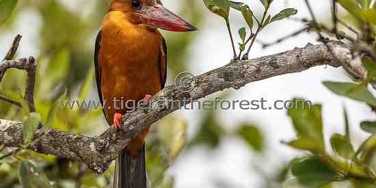 Ruddy Kingfisher (Halcyon coromanda) see at The Sunderbans