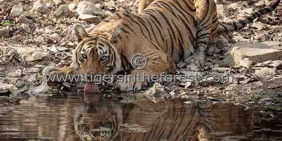 Ranthambhore's icon tigress Machali at a water hole (Panthera tigris tigris)
