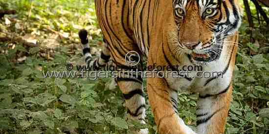 Tigress in the Forest (Panthera tigris tigris)