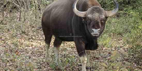 Gaur also known as Indian bison (Bos gaurus)