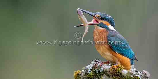 Kingfisher (Alcedo atthis) seen along a fast flowing river in Scotland.
