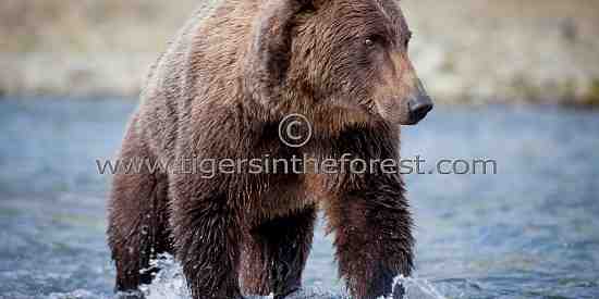 Alaskan brown bear (Ursus arctos)