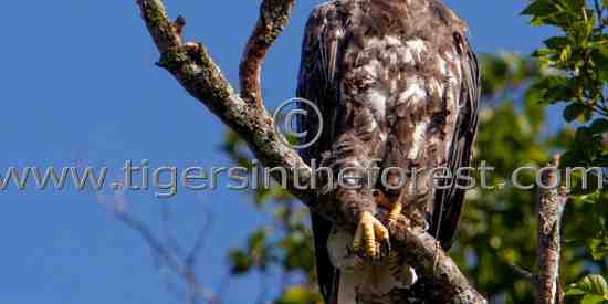 Bald Eagle (Haliaeetus leucoephalus)