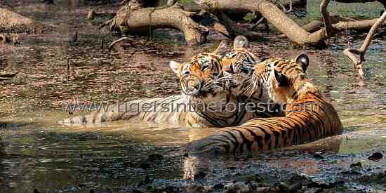 Krishna and cubs