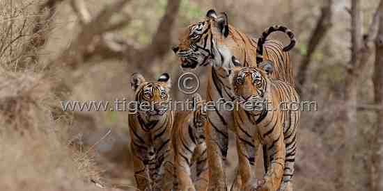 'Machali' and cubs (Panthera tigris tigris)