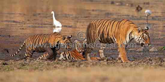 Tigress and her 2 cubs by the Rajbagh lake at Ranthambhore