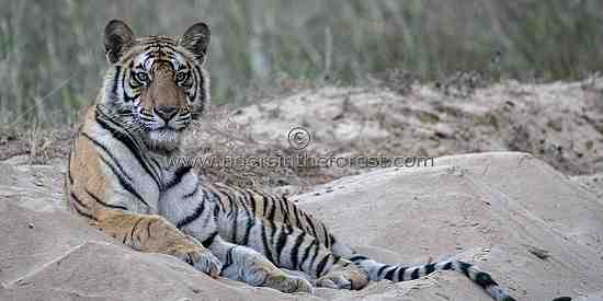 Young male tiger (Panthers tigris tigris)